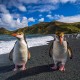 King penguins walking on the beach in Macquarie Island - Australia
