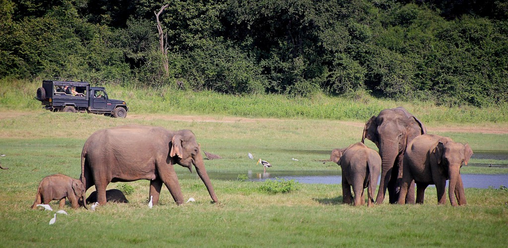 Elephants walking around and tourists in a car behind