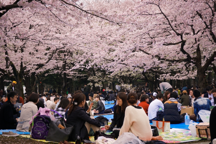 People having picnic surrounded with floral trees
