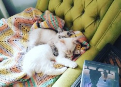 Two cats cuddling on a reading chair
