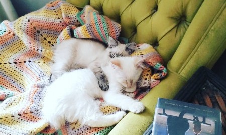 Two cats cuddling on a reading chair