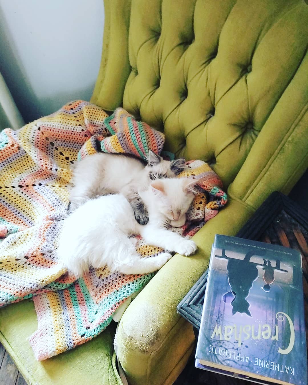 Two cats cuddling on a reading chair