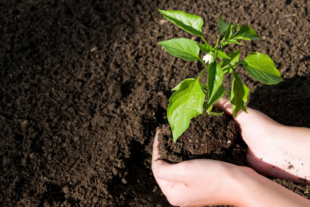 Person holding a plant growing in the compost