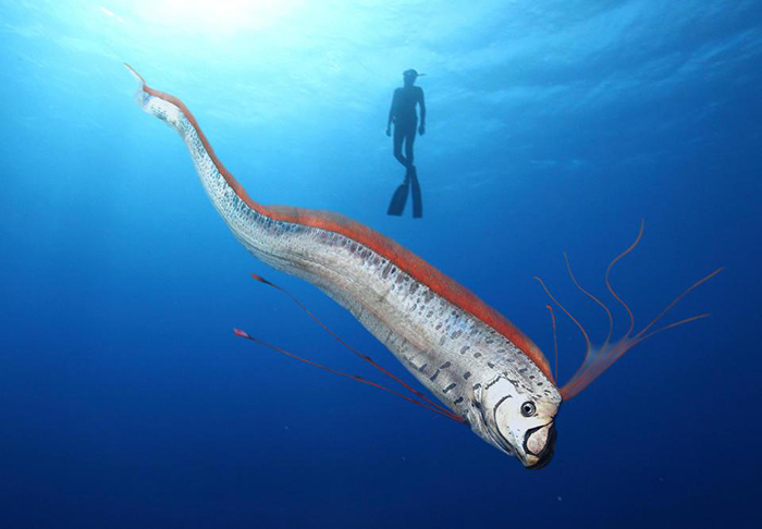 Giant Oarfish swimming with a diver