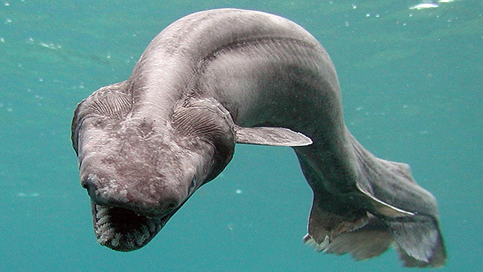 Frilled shark swimming free