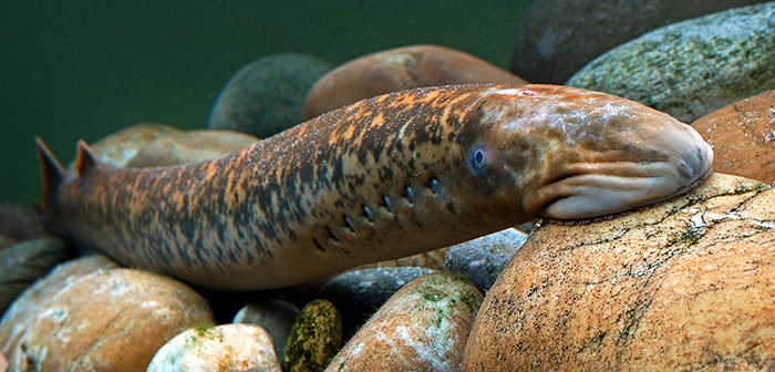 Sea Lamprey attached to a rock underwater