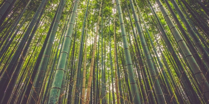 bamboo forest