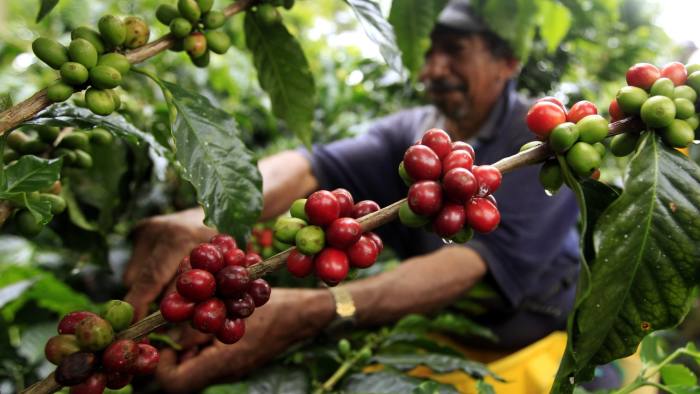 man picking coffee beans