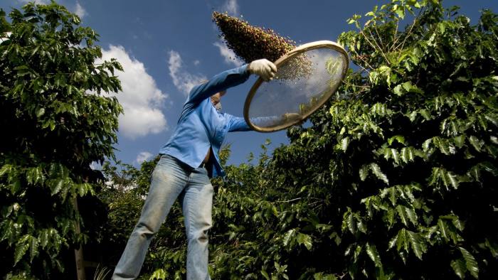 man sifting coffee beans