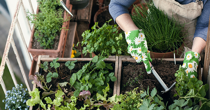 person gardening