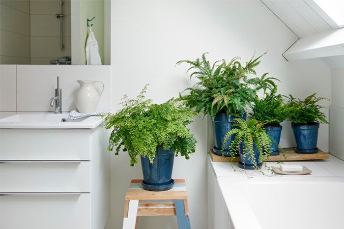 bathroom with live plants