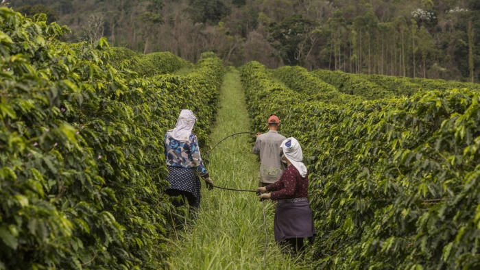 people walking among coffee trees