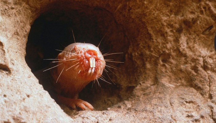 mole rat in his hole