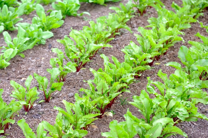 lettuce in the ground