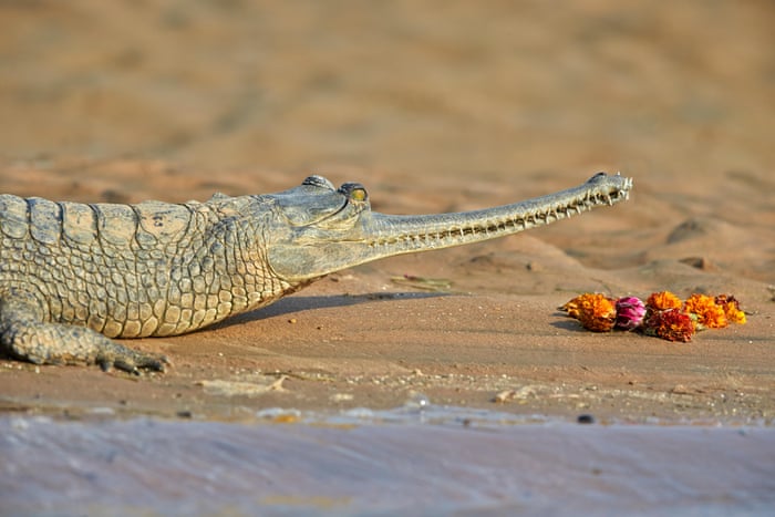 gharial crocodile on river shore