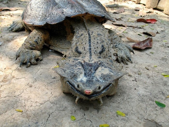 weird animals mata-mata turtle