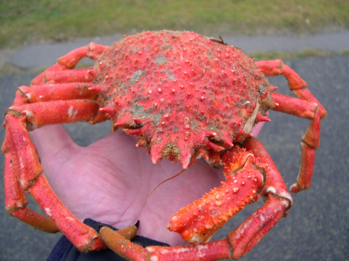 Man with Japanese spider crab in his hand