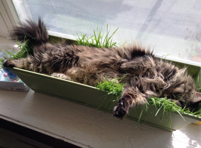 Cat lying in a container with grass on window sill