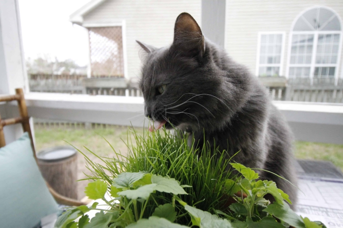 Grey cat eating pet grass on porch