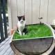 Happy cat with DIY cat garden ideas