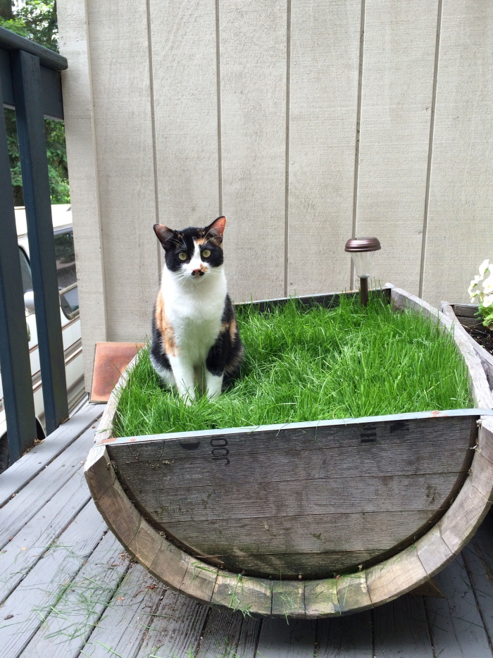 Happy cat with DIY cat garden ideas