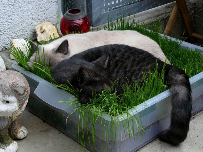 two cats sleeping in container with grass