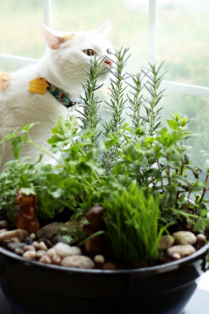 white cat sniffing herbs in a cat garden