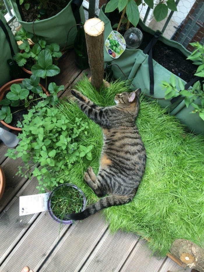 cat lying among plants in balcony cat garden