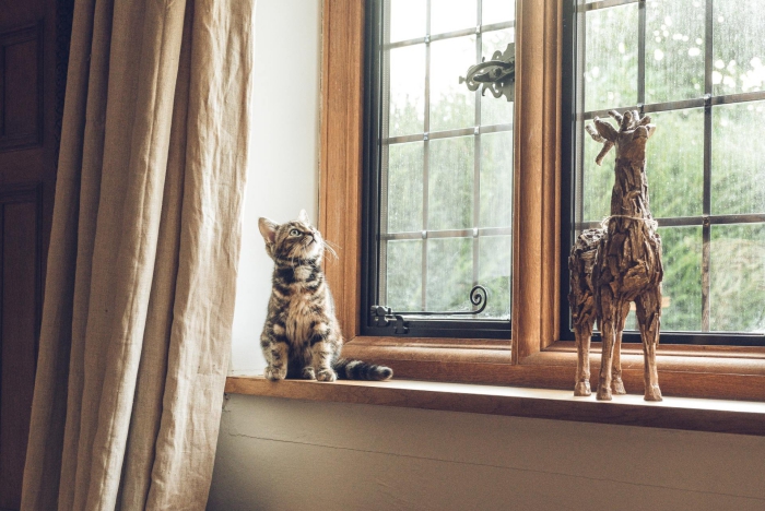 Kitty standing in front of a brown window