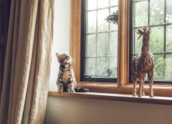 4 Signs that Show Your Windows Need Replacement