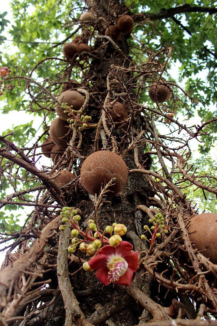 Brazil nuts tree with giant fruits from below