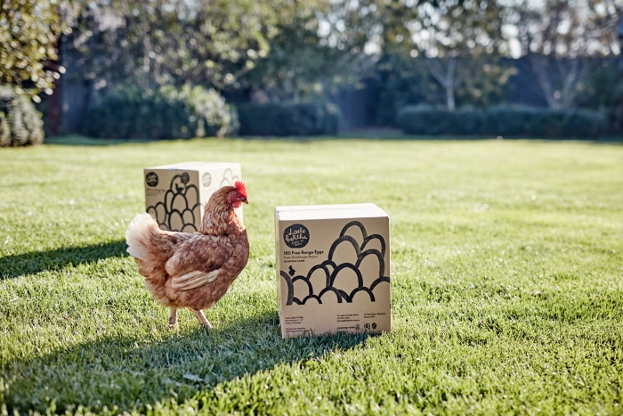 Brown chicken walking in garden with green grass between boxes