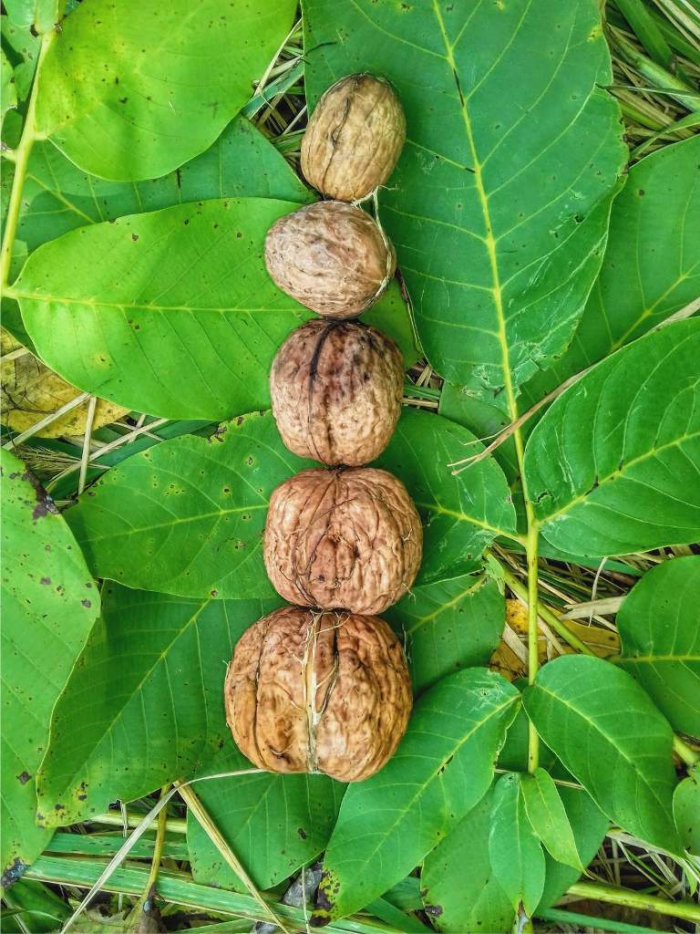 Different size walnuts photographed on leaf from above