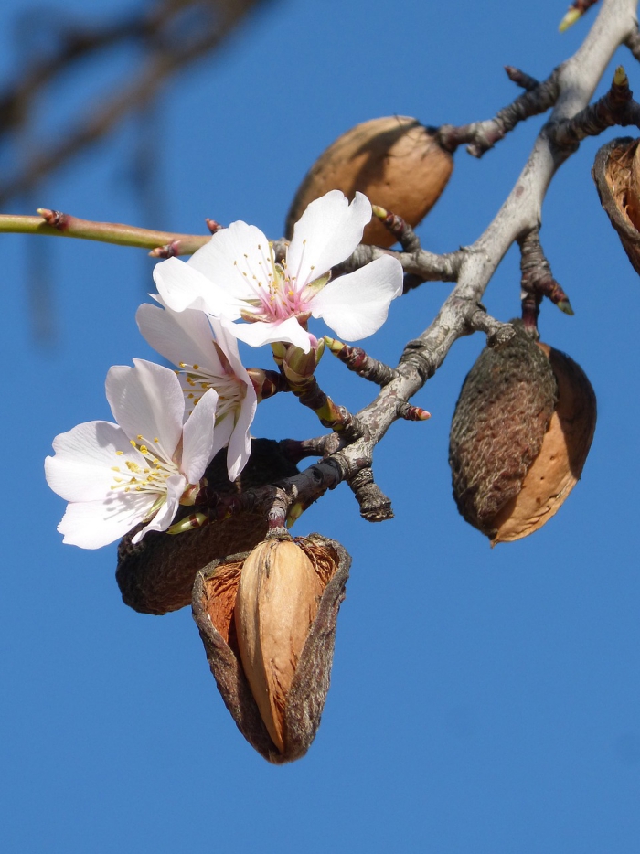 Close up flowering almond tree branch