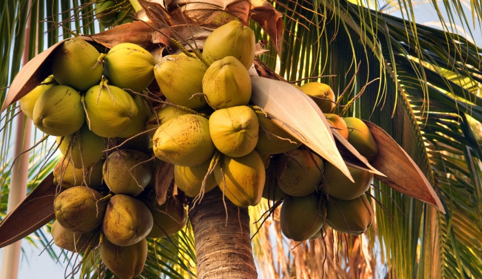 coconut tree full of coconut fruits