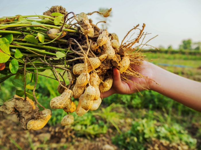 hand holding peanut plants with roots