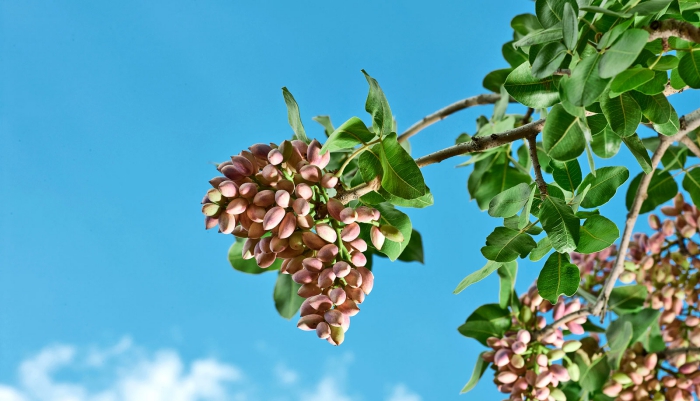 branch of pistachio tree photographed from below