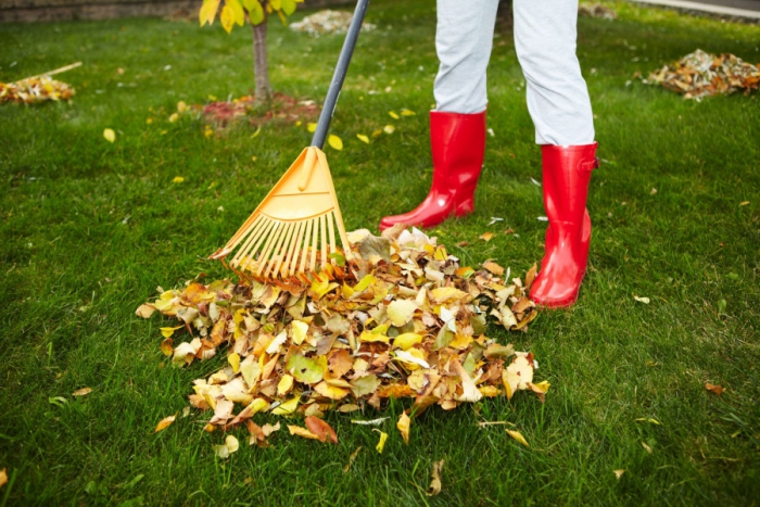 Cleaning leaves in garden autumn activities pile of leaves