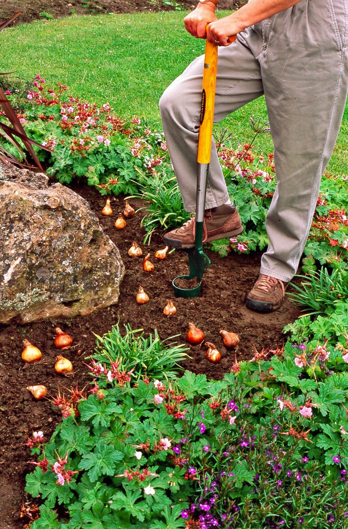 Man in grey pants planting bulbs in the garden