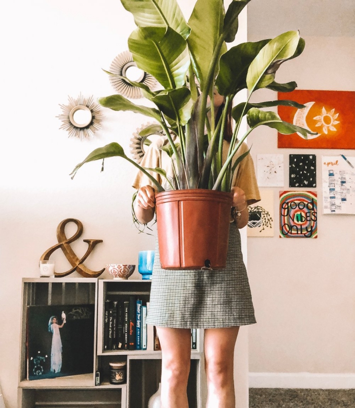 Woman holding a pot with a large mass cane plant in a living room background