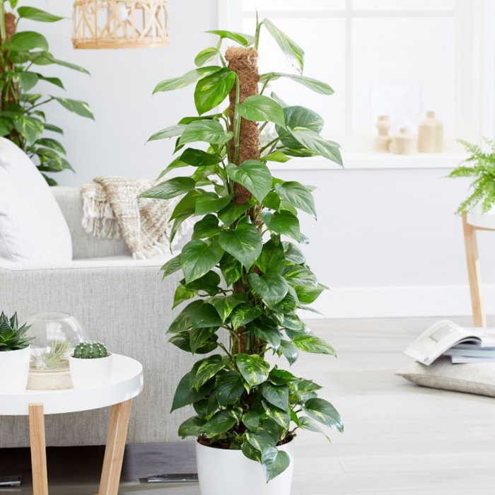 Devil's Ivy tall indoor plant in a living room interior