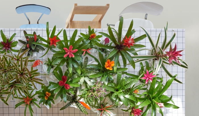 many blossoming indoor plants arranged on a table with three chairs