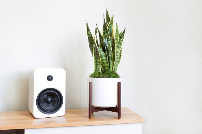 snake plant in a modern white pot on a wooden shelf with a speaker next to it