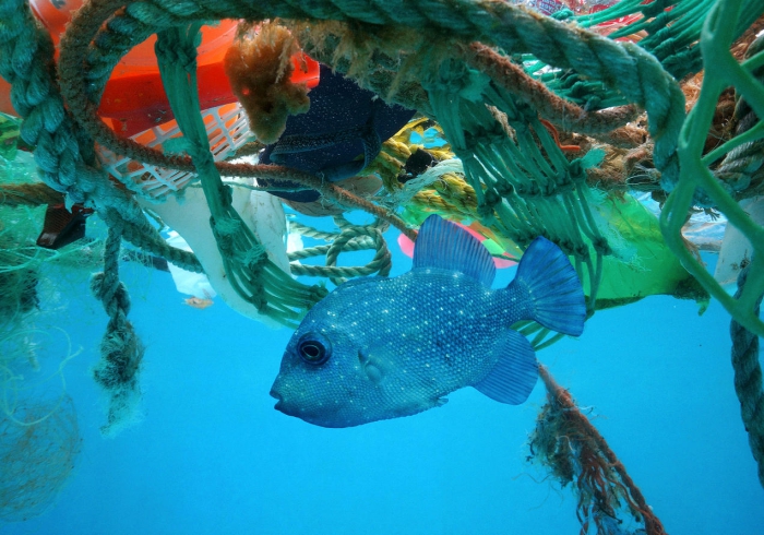 fish swimming in waters full of plastic waste