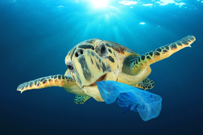 marine turtle swimming in the ocean with a blue plastic bag in the mouth