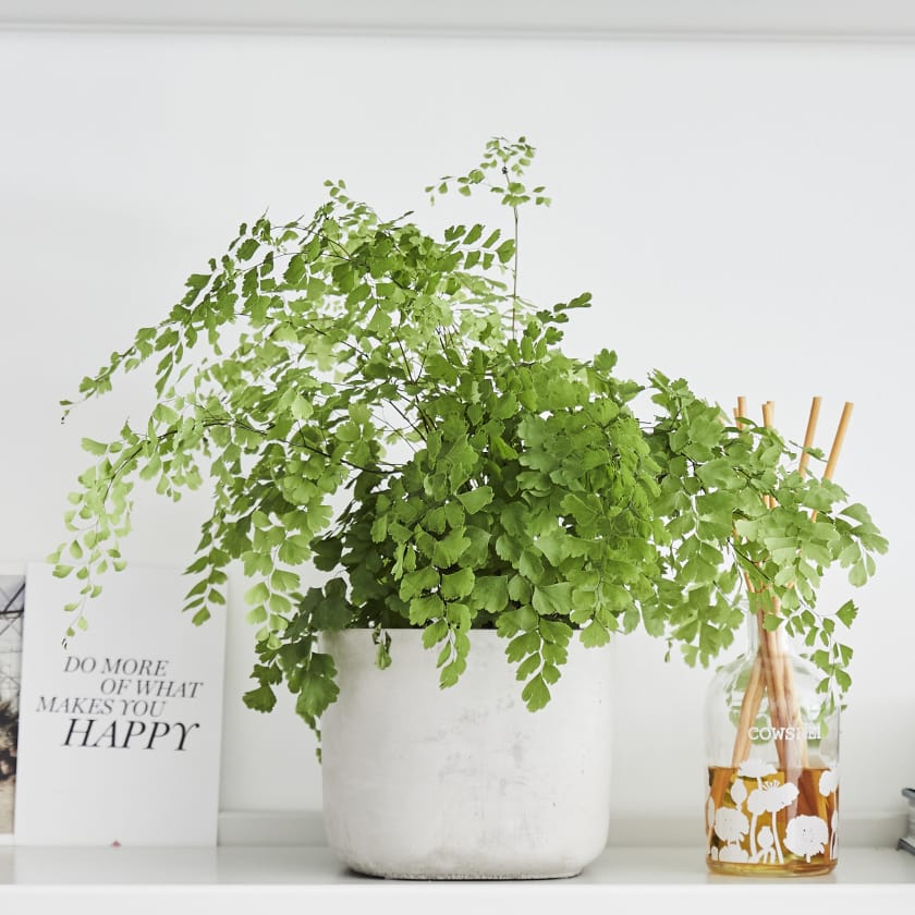 Maidenhair Fern on a white background on a shelf