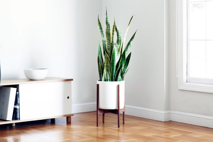 Large snake plant in a living room interior