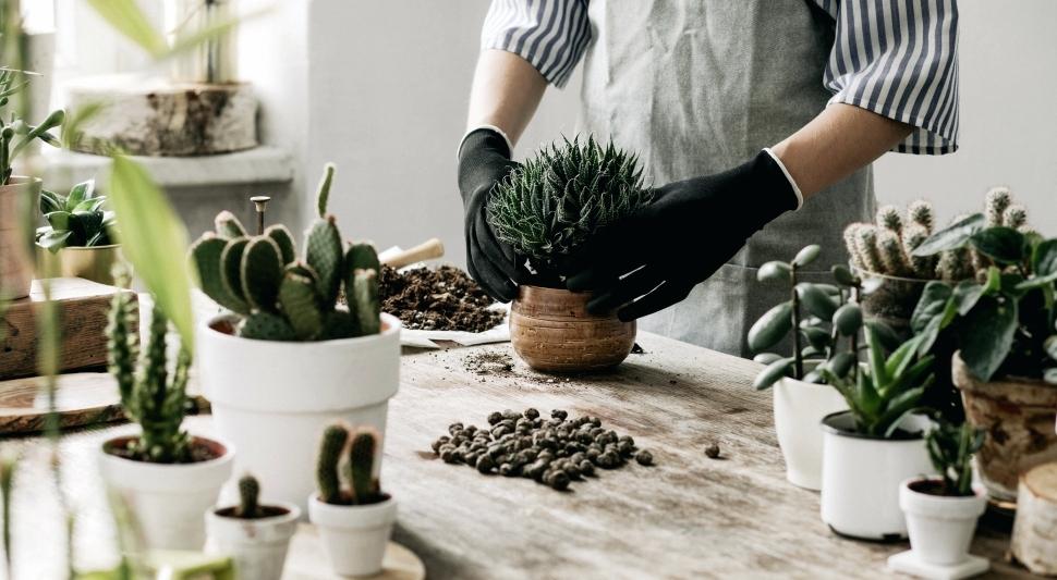 woman potting indoor plants on a table