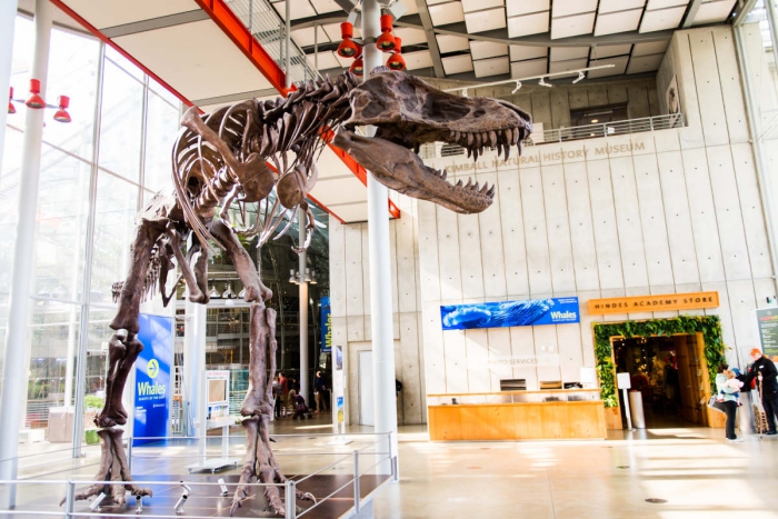 California Academy of Sciences interior large dinosaur skeleton