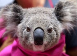 Forest fires in Australia one billion animals killed